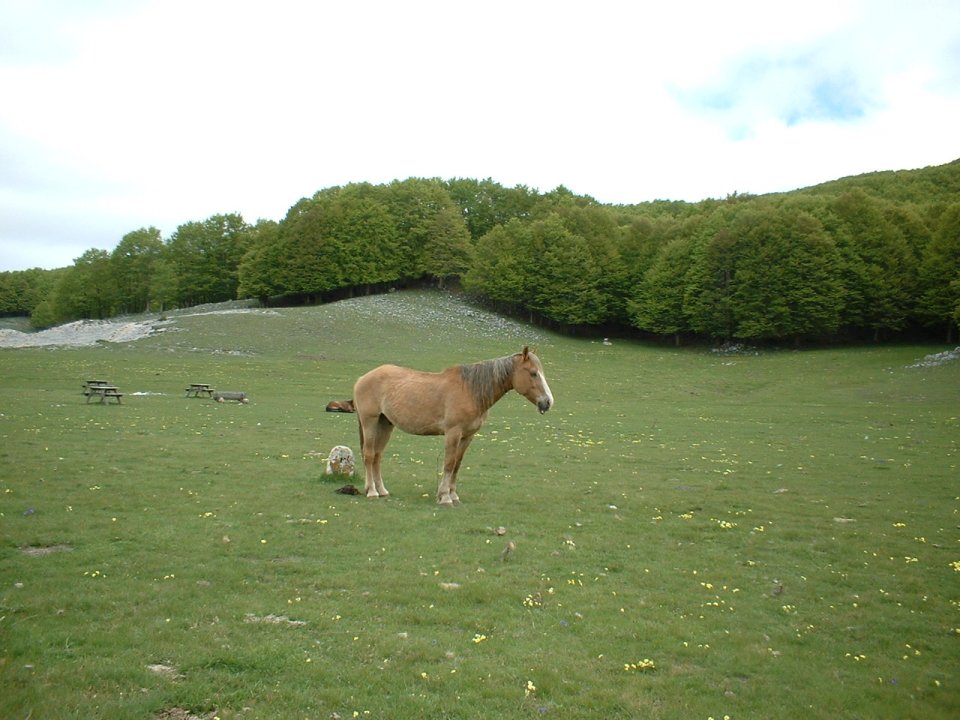 ancora foto dai simbruini